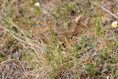 Carex simpliciuscula