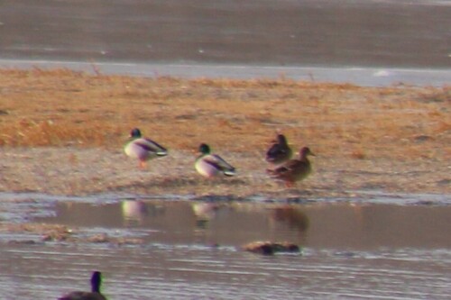 Mallard photographed in Montana