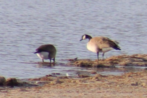 Western Canada Goose photographed in Montana