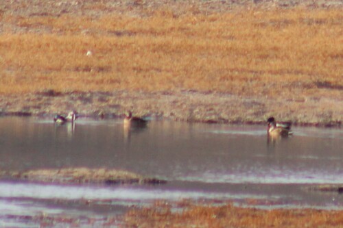 Mallard photographed in Montana