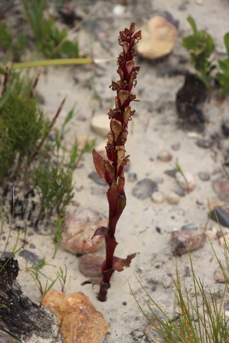 Dark Satyre (Satyrium lupulinum)