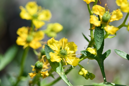 Ruda (Ruta graveolens)
