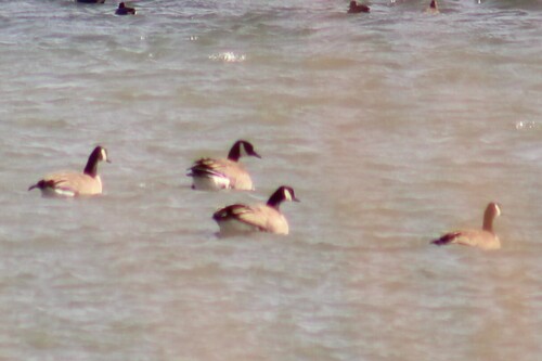 Lesser Canada Goose photographed in Montana