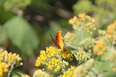 Polygonia haroldii