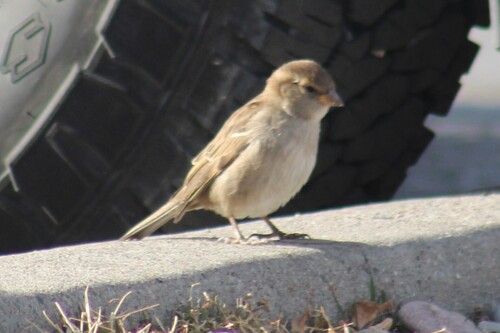 House Sparrow photographed in Montana