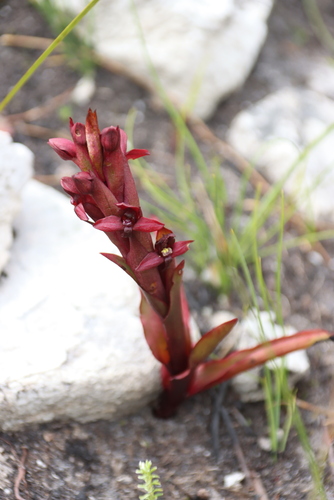 Beetroot Monadisa (Disa ophrydea)