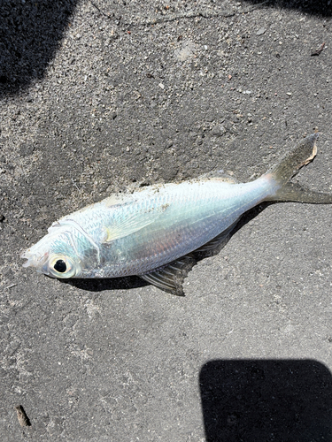 Spotfin mojarra (Eucinostomus argenteus) — Gerreidae