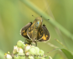 Hylephila phyleus phyleus