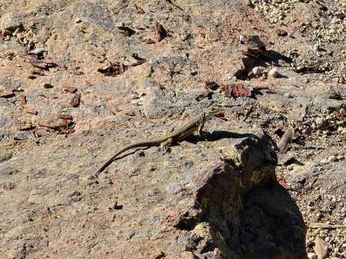 Liolaemus lonquimayensis