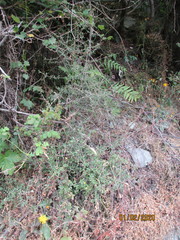 Coprosma propinqua