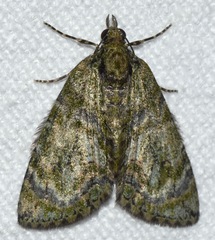 Hydriomena pluviata