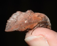 Phyllodesma occidentis