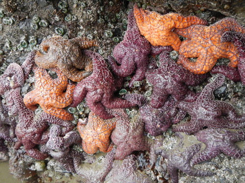 Ochre Sea Star photographed in Oregon