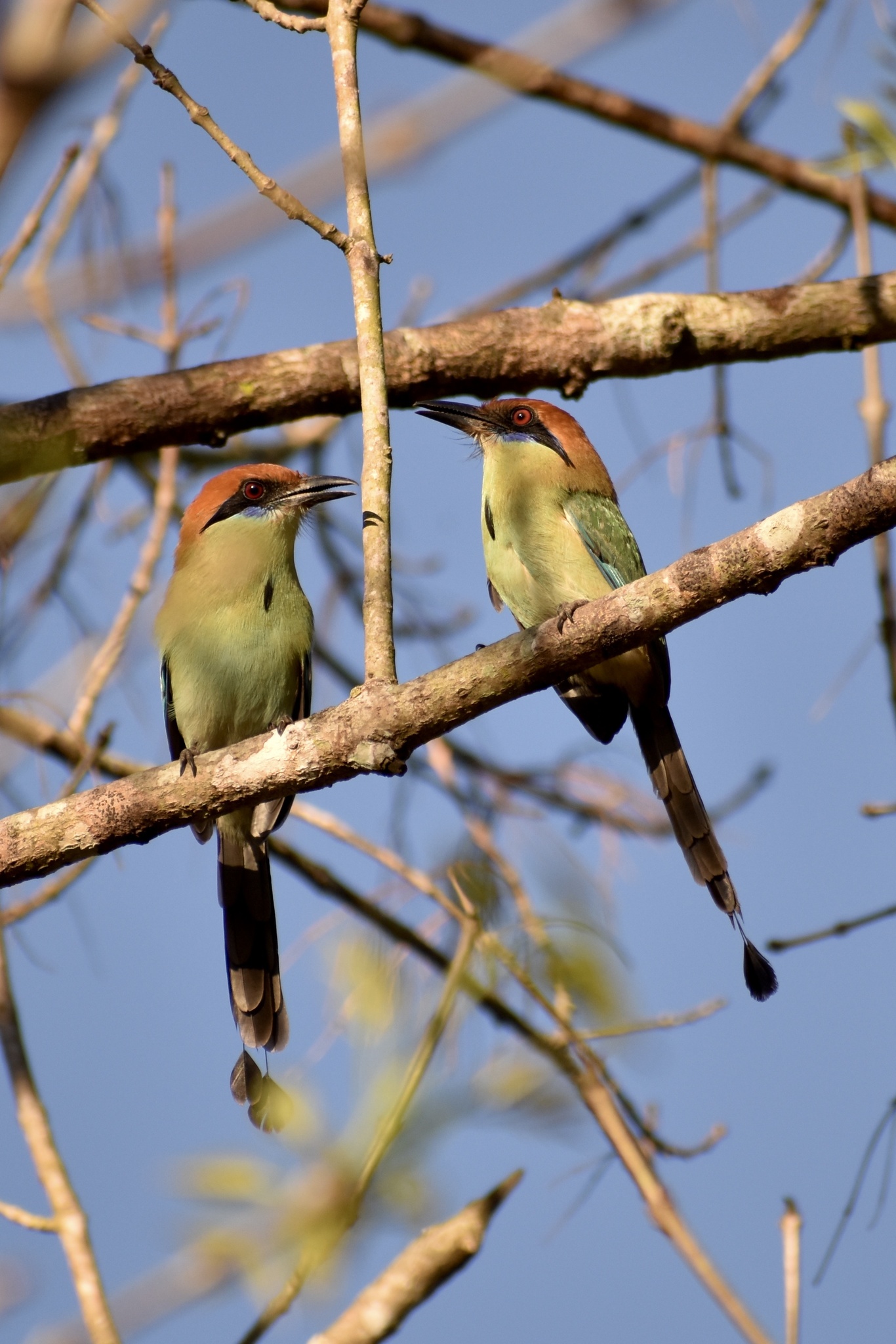 Russet-crowned Motmot (Momotus mexicanus), photo 10