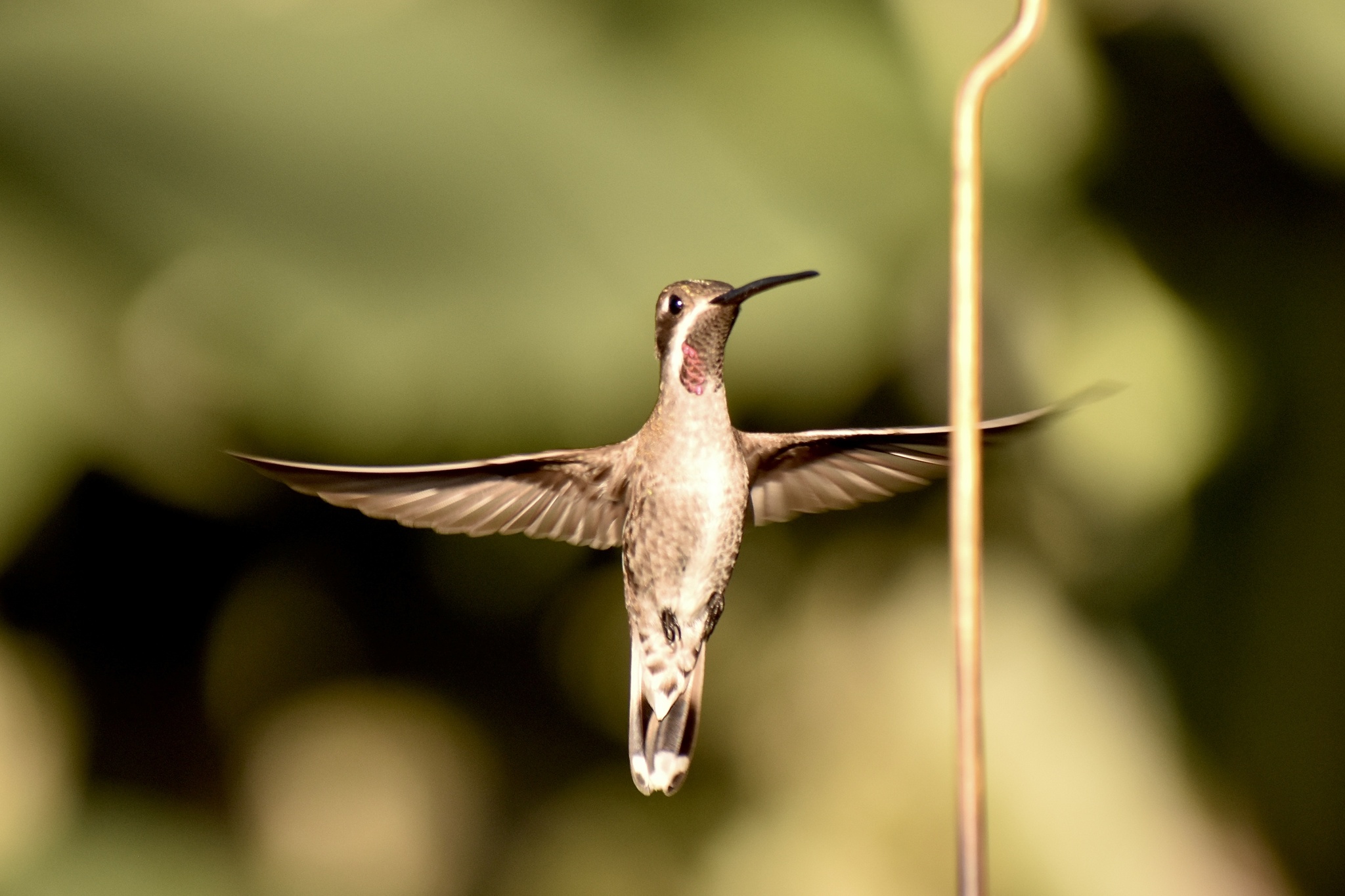 Plain-capped Starthroat (Heliomaster constantii), photo 3