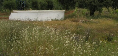 Avena barbata iNat (2)