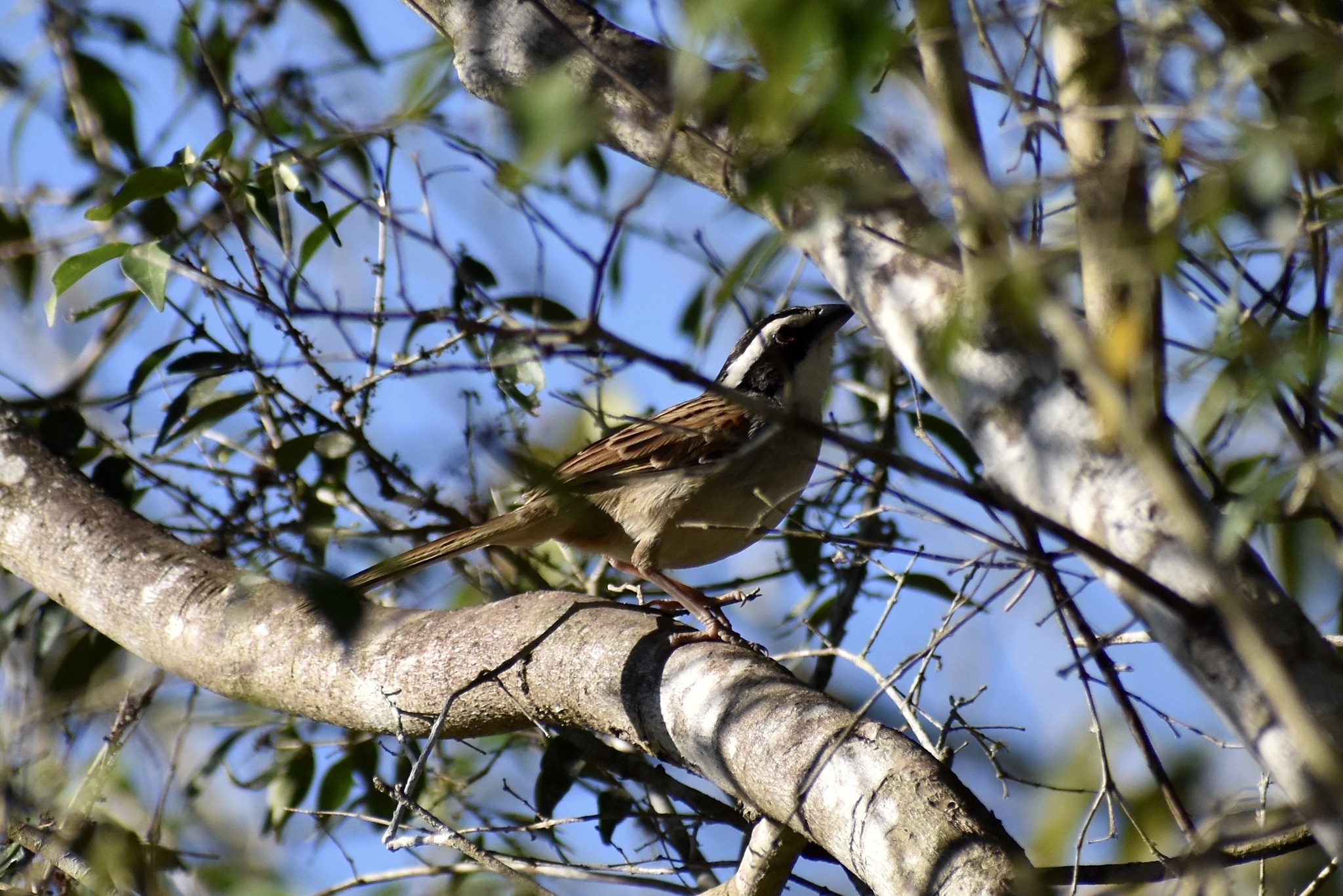 Stripe-headed Sparrow (Peucaea ruficauda), photo 8