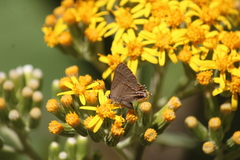 Electrostrymon guzanta