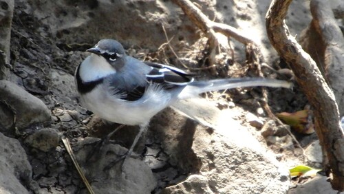 iNaturalist image