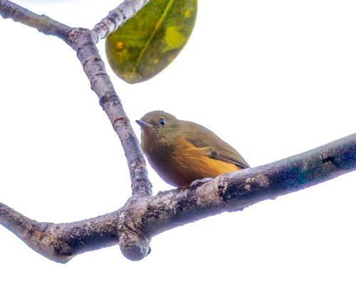 McConnell's Flycatcher (Sierra de Lema)