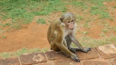 Macaca sinica