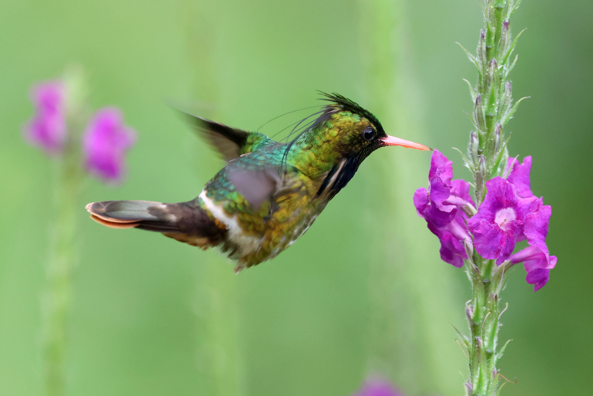 Black-crested Coquette (Lophornis helenae), photo 4