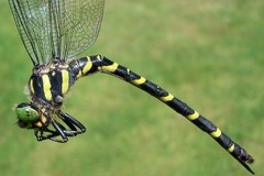 Cordulegaster erronea