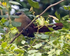 Bay Coucal photo 3