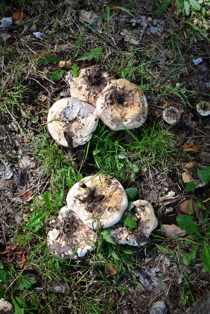 Lactarius controversus · February 2026 · photo: © amoxiconclav (iNaturalist, cc-by)