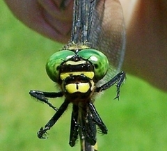 Cordulegaster erronea