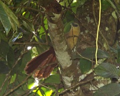 Bay Coucal photo 4