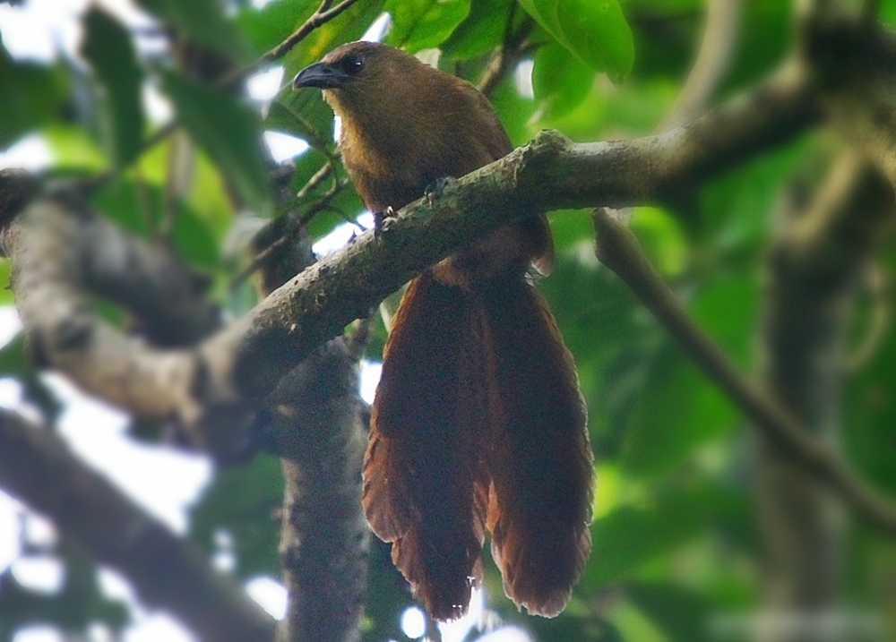 Bay Coucal