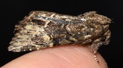 Phosphila turbulenta