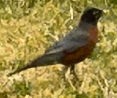 American Robin