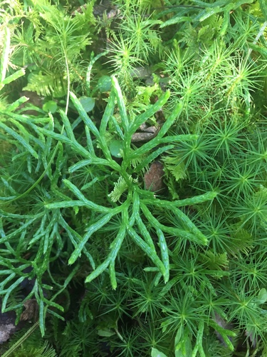 northern ground-cedar