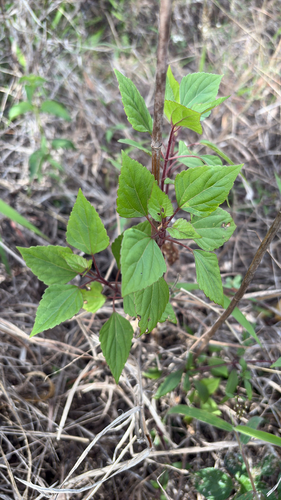 Ageratina adenophora observed 2026-02-19