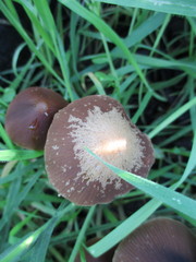 Psathyrella atrospora