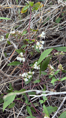 Ageratina riparia, recorded flowering