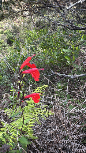 Salvia coccinea observed 2026-02-19