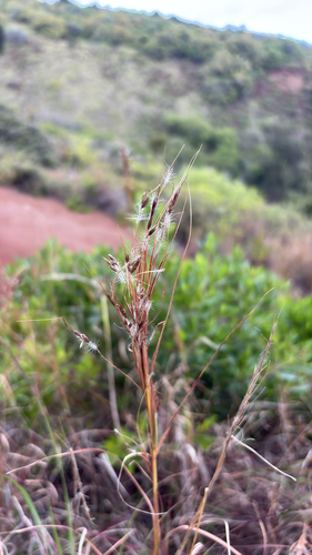 Hyparrhenia hirta observed 2026-02-19