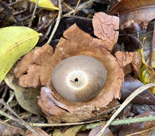 Geastrum, 2026-02-19