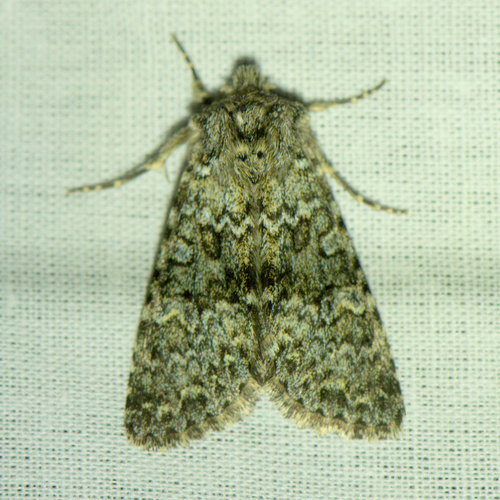 Altipolia