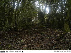 Micrastur semitorquatus