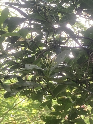 Psychotria mariana observed 2026-02-19