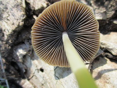 Psathyrella atrospora