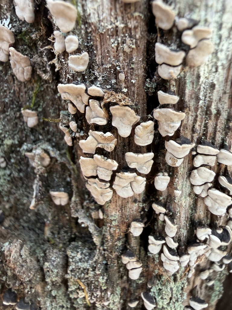 Xylobolus frustulatus · February 2026 · photo: © conhawn (iNaturalist, cc-by)