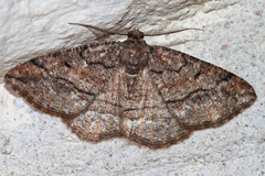 Pterospoda nigrescens