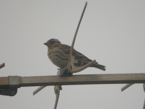 Petronia petronia