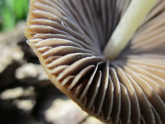 Psathyrella atrospora
