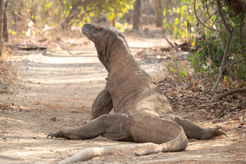 Komodo Dragon — seen at this dive site